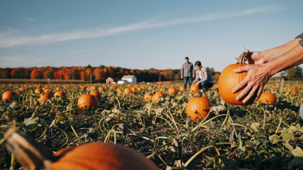 Choose the Right Pumpkin