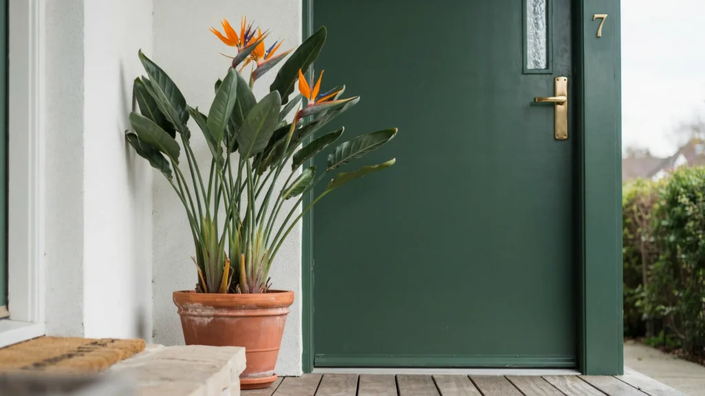 Burgundy Rubber Tree Deep, dark leaves give this tree a dramatic look that's said to work especially well near a northeast-facing entrance, where some feng shui guidance links it to stability and resilience. It needs only weekly watering once established.