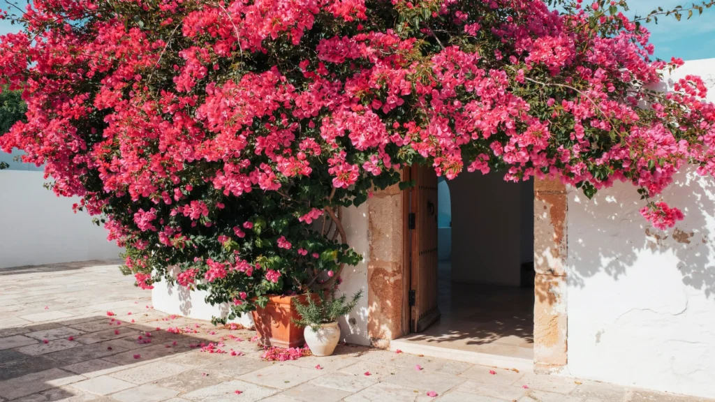 Bougainvillea