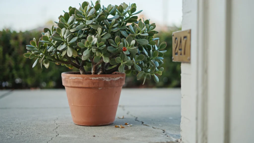Jade Plant