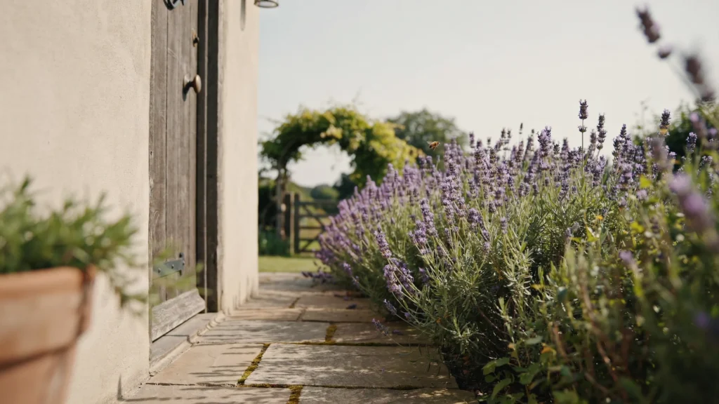 Lavender
