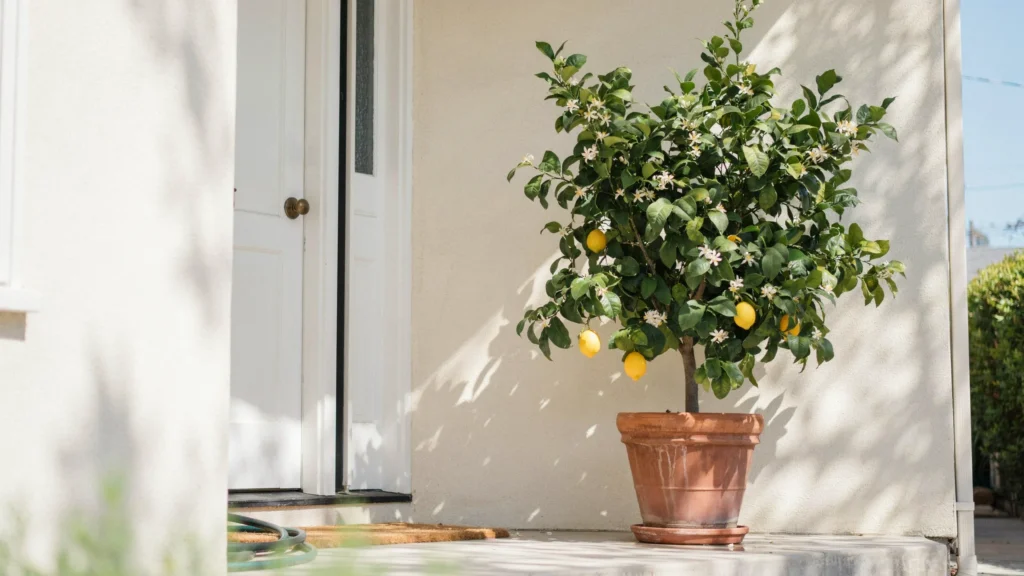 Lemon Tree